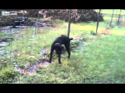 Youtube: Hund pinkelt gegen Elektrozaun