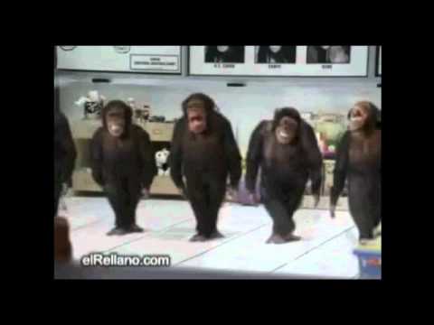 Youtube: Crazy apes dancing River Dance (irish)