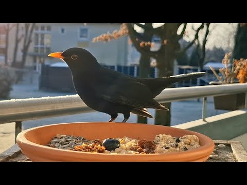 Youtube: Zu kalt?? Nicht für die Amsel🥶