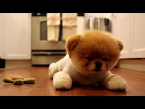 Youtube: Boo der süßeste Hund der Welt ist müde