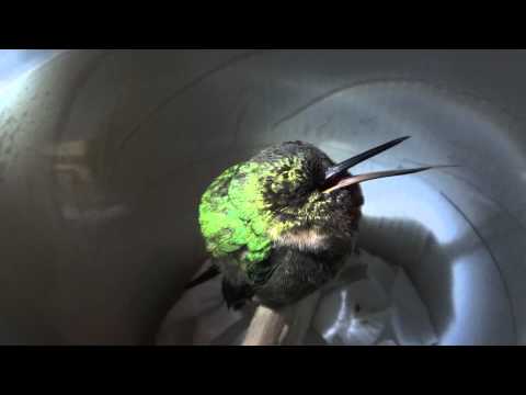 Youtube: Sleeping hummingbird "snores" in Peru