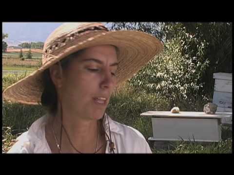 Youtube: Sister Bee documentary trailer