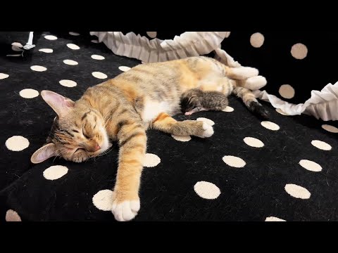 Youtube: My cat stole a baby from outside and is raising it as her own!