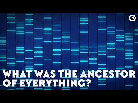 Youtube: What Was the Ancestor of Everything? (feat. PBS Space Time and It’s Okay To Be Smart)