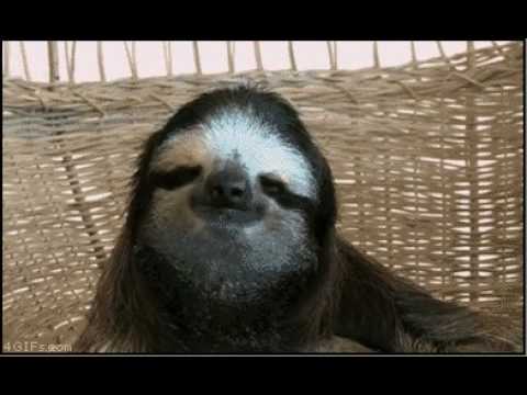 Youtube: Dramatic Sloth