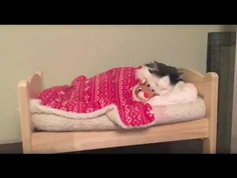 Youtube: Cat Puts Herself to Sleep in Tiny Human Bed