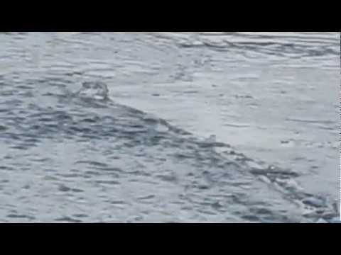Youtube: Lake monster seen in Iceland Original HQ uncut version