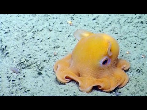 Youtube: Shy Octopus Hides Inside Its Own Tentacles | Nautilus Live
