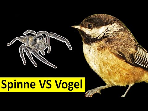 Youtube: Springspinne attackiert Vogel! Wer gewinnt?