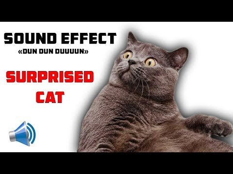 Youtube: DUN DUN DUUUUN!!! DRAMATIC SOUND EFFECT || TA TA TAAAA effet sonore || SURPRISED CAT