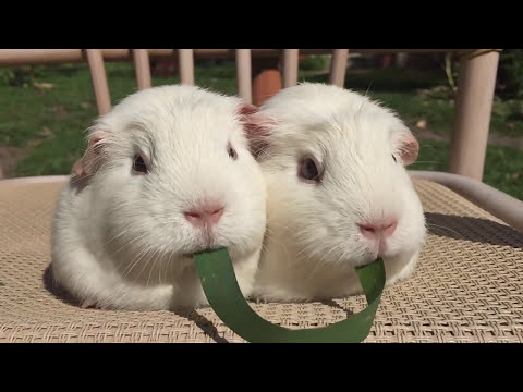 Youtube: Guinea Pigs Play Tug-of-War With Blade of Grass