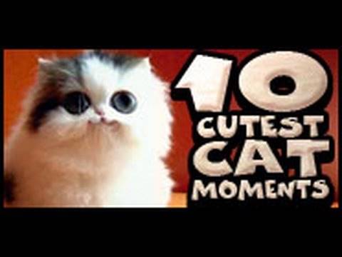 Youtube: 10 Cutest Cat Moments