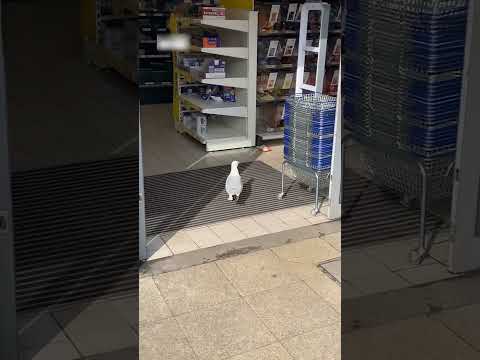 Youtube: Imagine seeing this when you're hungover