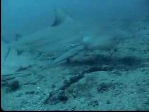 Youtube: cuba santa lucia sharks feeding 2