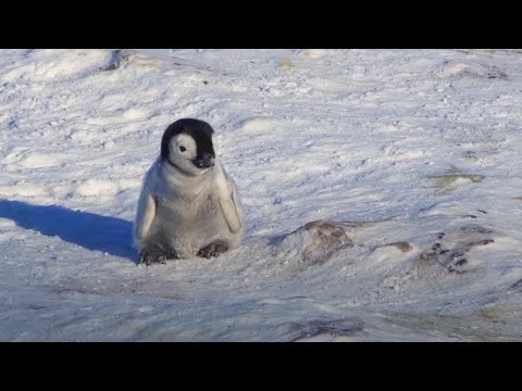 Youtube: Baby Penguin Tries To Make Friends | Snow Chick: A Penguin's Tale | BBC Earth