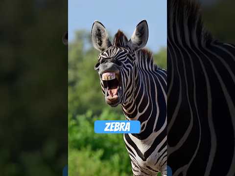 Youtube: Warum Zebras keine schwarz-weißen Pferde sind