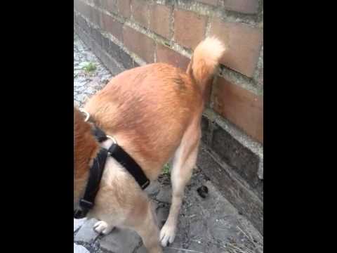 Youtube: Kackender hund