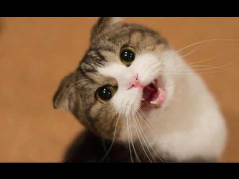 Youtube: Katzen Reden und machen lustige geräusche - Lustige katzen Videos.