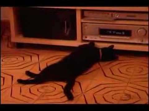 Youtube: Farting Cat
