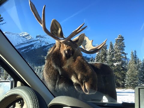 Youtube: Moose licks car - Close encounter - Alberta Canada