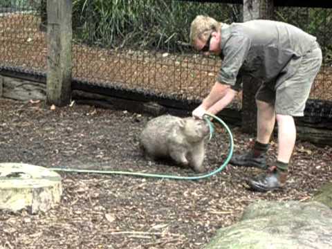 Youtube: Fatty Wombat wants to play!