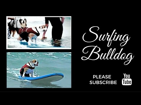 Youtube: Surfing Bulldog! Amazing Video!