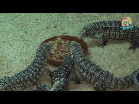 Youtube: Reptil.TV - Folge 19 - Fütterung von Schildkröten und Echsen