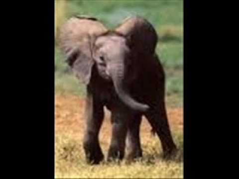 Youtube: Henry Mancini - Baby Elephant Walk