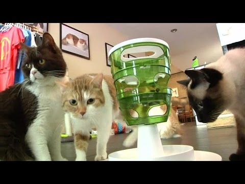 Youtube: Kaffee mit Kätzchen in der Maxvorstadt