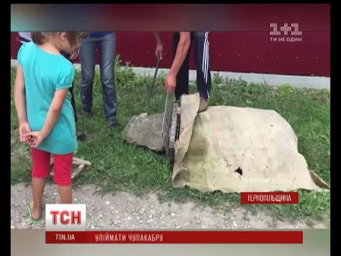 Youtube: У селі Шманьківчики на емоціях провели операцію " перехоплення чупакабри"