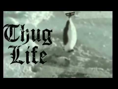 Youtube: Penguin thug life (short)
