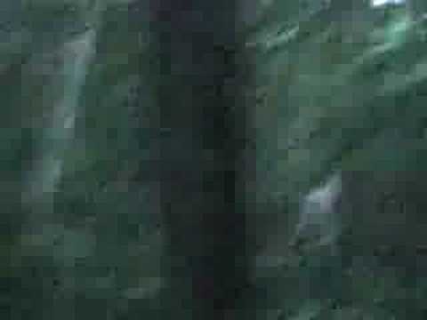 Youtube: michigan bigfoot sighting on film