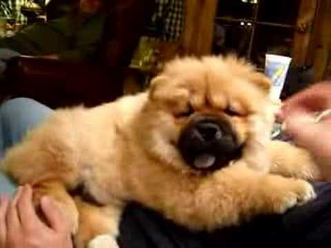 Youtube: Chow Chow Puppy Ushi #6