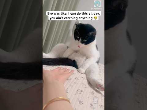 Youtube: Cat plays a hilarious game with his owner 😆 #shorts #cat #catlovers