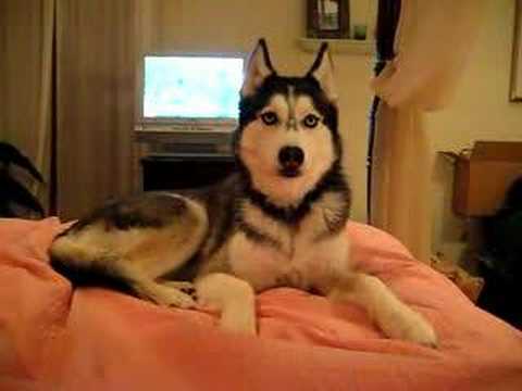 Youtube: Husky Dog Talking - " I love you "