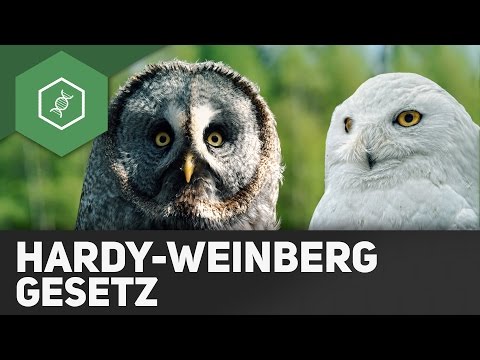 Youtube: Hardy­-Weinberg-­Gesetz - Evolutionsfaktoren 4