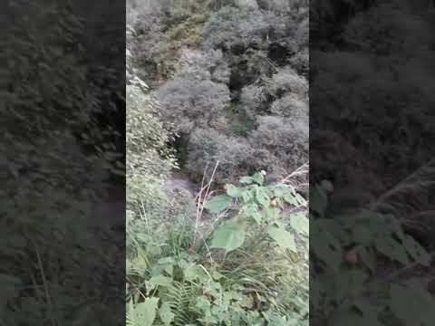 Youtube: ¡Captan en Vivo los Gritos del Ucumar, el Pie Grande Argentino! #paranormal