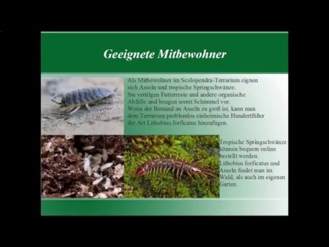 Youtube: Haltung von Hundertfüßern/Scolopendra