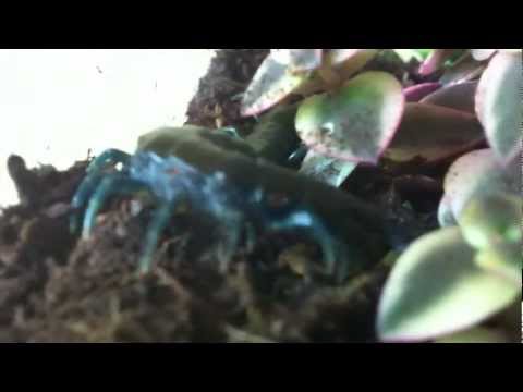 Youtube: Skolopendra Ethmostigmus Trigonopodus, Tanzanian Blue Leg