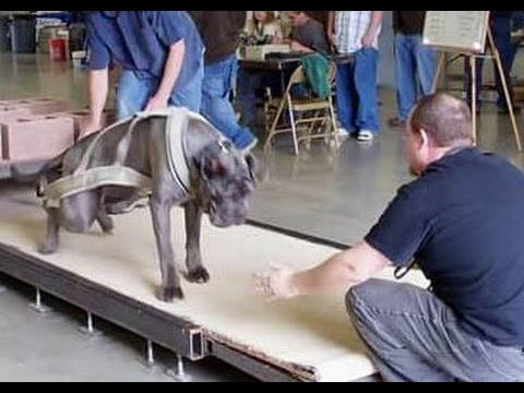 Youtube: Strongest dogs in the world weight pulling American bully mastiff pit bull American bulldog