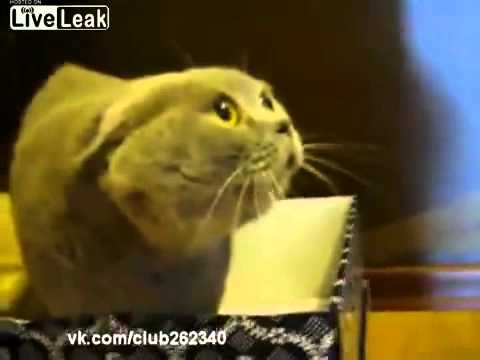 Youtube: Demon cat-talks funny
