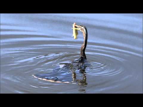 Youtube: Anhinga the "Snakebird" Famous spear technique for a fresh meal "water turkey"