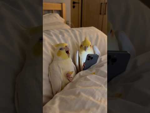 Youtube: Backup Phone! 📱咕嘰手機被搶走超崩潰,蕾夢這招太神了!#玄鳳鸚鵡 #備用機 #搞笑寵物 #熬夜滑手機 #寵物日常 #搞笑Shorts #ShortsTaiwan