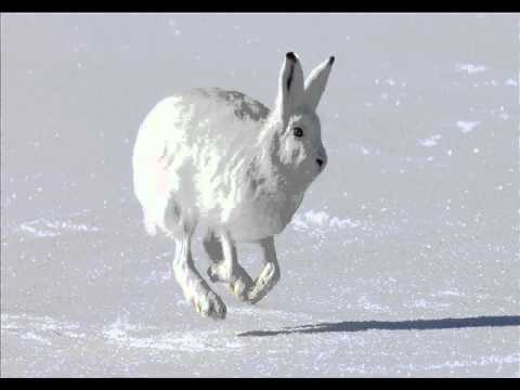 Youtube: Jefferson Airplane - White Rabbit (Umami Edit)