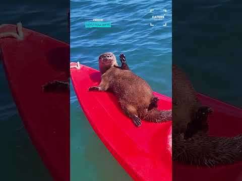 Youtube: Chunky Otter Does A Dance 🥰 #otter #otters