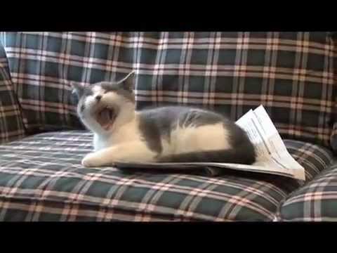 Youtube: I'm a Stupid Cat!