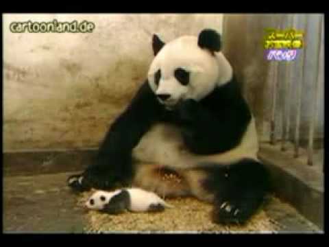Youtube: Niesendes Pandabärenbaby erschreckt seine Mutter