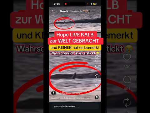 Youtube: Hat HOPE/TIMMY IM LIVESTREAM ein KALB zur WELT GEBRACHT… und keiner hat es bemerkt?😢