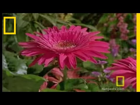 Youtube: Bee vs. Jumping Spider | National Geographic