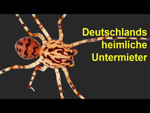 Youtube: Exotische Spinne lebt in unseren Häusern - Wie schlimm ist ihr Biss?